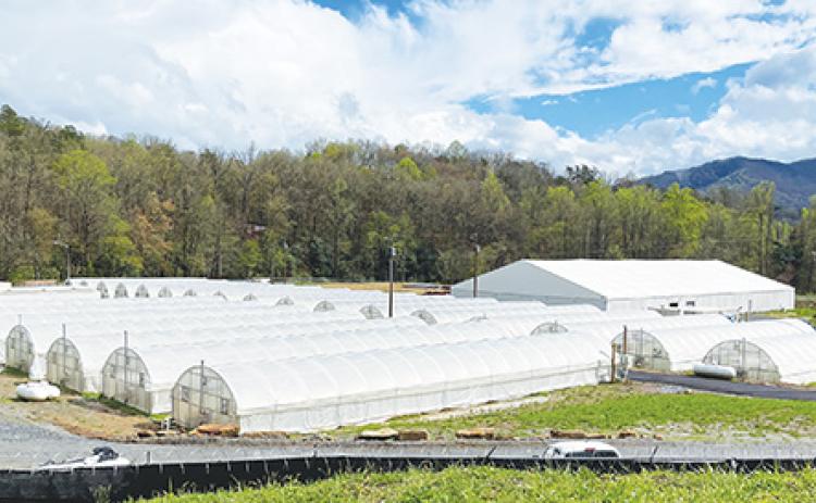 Randy Foster/editor@cherokeescout.com This is the Eastern Band of Cherokee Indians’ sprawling cannabis production facility off of Coopers Creek Road in Ela, an area in Swain County.