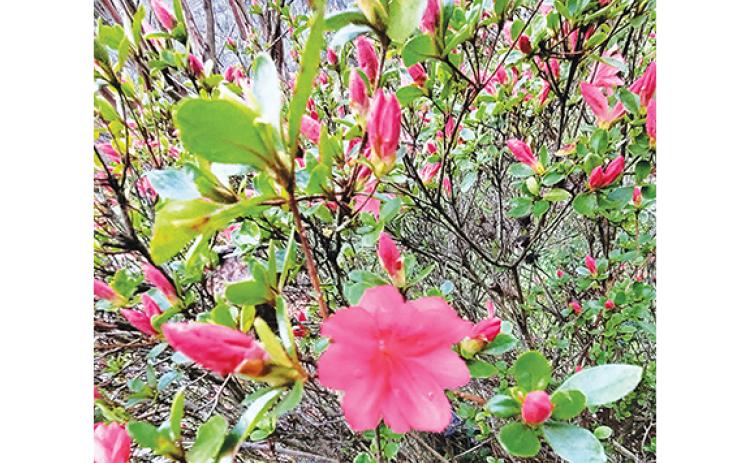 Photos by Donald Hale/Contributing Photographer These azaleas (left) are getting ready to pop with different colors at Moore House Ministry in Murphy, but they can’t quite match the glory of a mountain sunrise (right) from Cloe Moore Drive.