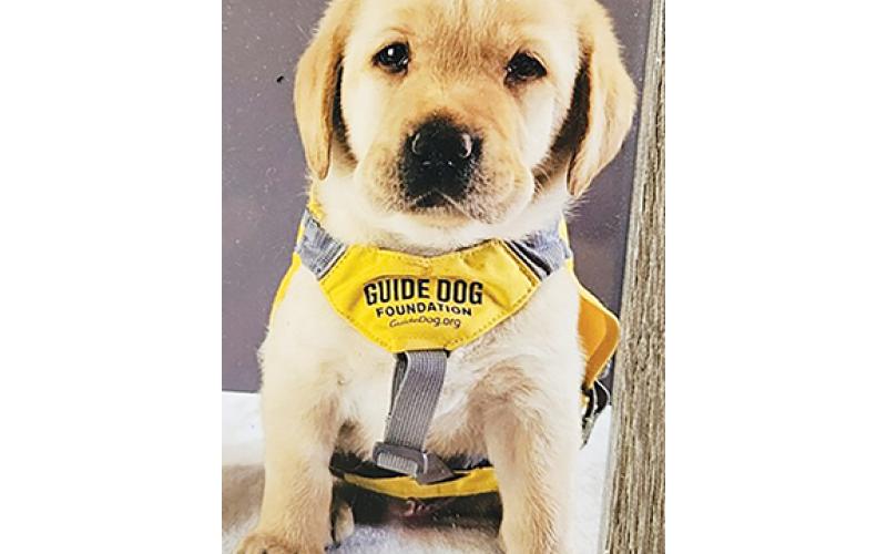 Little Zeke is among those dogs that puppy raisers have an opportunity to train in order to help provide assistance in people’s daily lives.