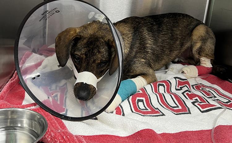 This dog suffered a severely broken jaw in an early morning accident. Financial assistance is needed to pay the estimated $5,000 medical expenses for the dog.