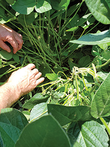 Under the leaves, soybeans can be seen growing at the Wood Farm around Western Carolina Regional Airport.