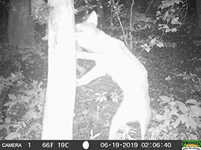 Wally Avett/Cherokee Scout A dead groundhog tempts this Martins Creek coyote to stretch high for its supper from a trail camera. 