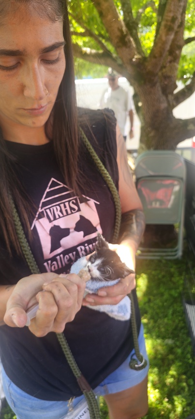 Valley River Humane Society manager Cheyenne Spicola hand feeds a 4-day-old kitten at the recent fundraiser Bow Wow Meow event at Steven Aft's Murphy office.