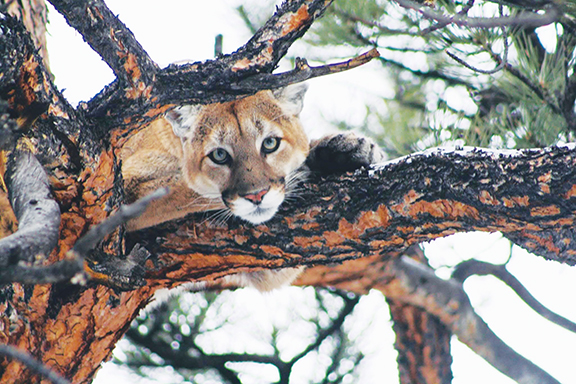 ARE THERE REALLY PANTHERS HERE?