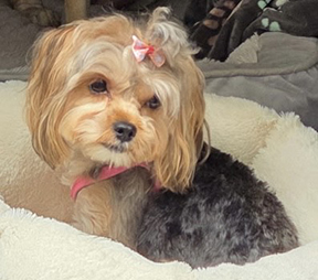 Maizie is safe at home in Murphy with mom Gena Waples.