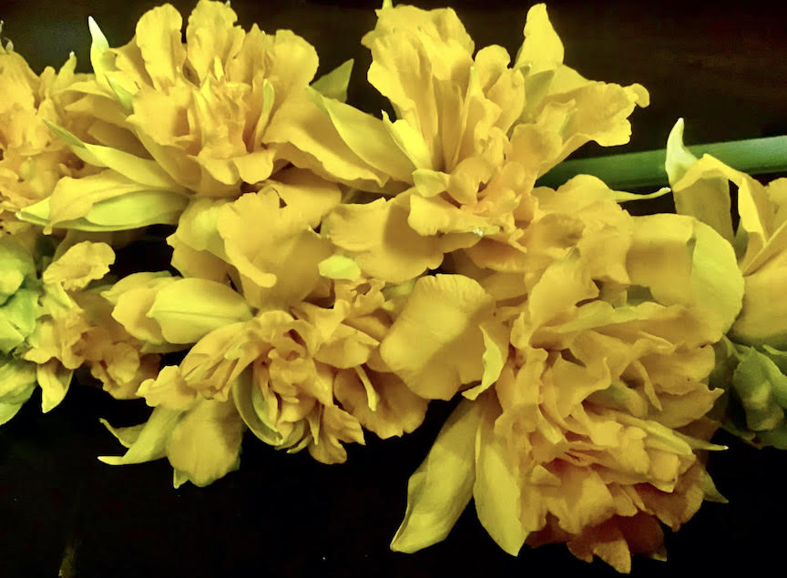 The first Daffodil Festival will begin with an Easter egg hunt and games for kids from 11 a.m. to noon, followed by food and fellowship from 12:30-2 p.m.     