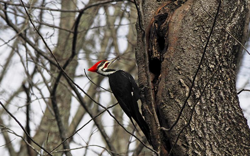 Photos by Samuel Jokich/Staff Correspondent Winter wildlife: In between ice and snow storms over the last few weeks, these critters were spotted enjoying the relative warmth in western Cherokee County.