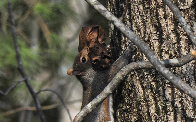 Photos by Samuel Jokich/Staff Correspondent Winter wildlife: In between ice and snow storms over the last few weeks, these critters were spotted enjoying the relative warmth in western Cherokee County.