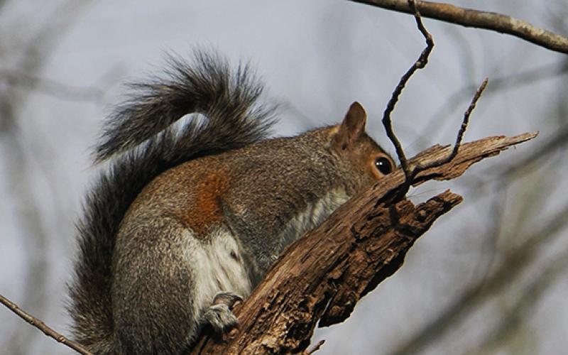 Samuel Jokich/Staff Correspondent Winter wildlife: In between ice and snow storms over the last few weeks, these critters were spotted enjoying the relative warmth in western Cherokee County.
