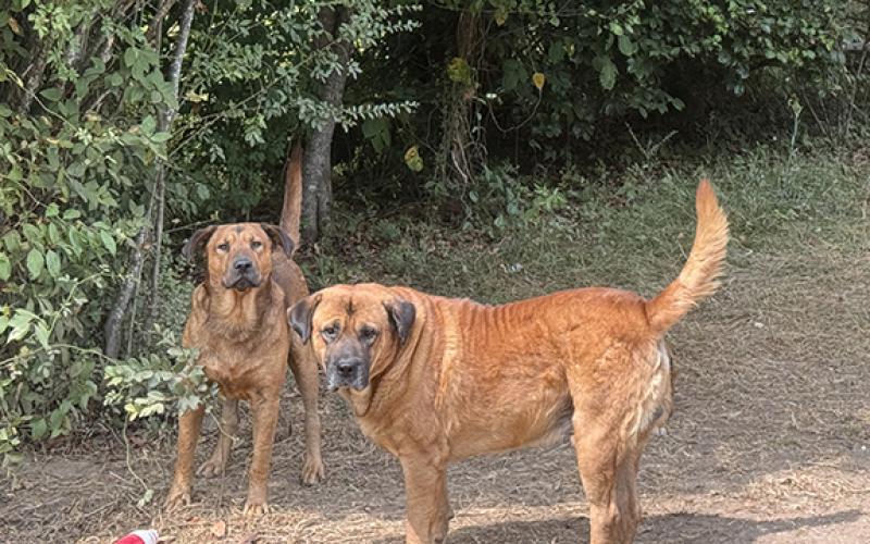 Leash law violation: Two dogs were off their leashes at Billy Joe Derreberry’s residence in this photo taken in September 2024.