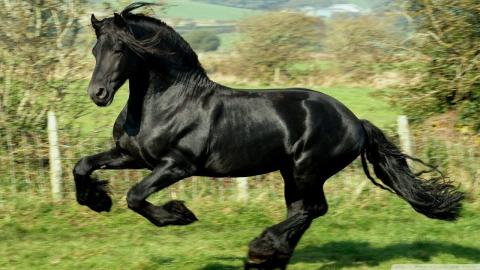 Black horse