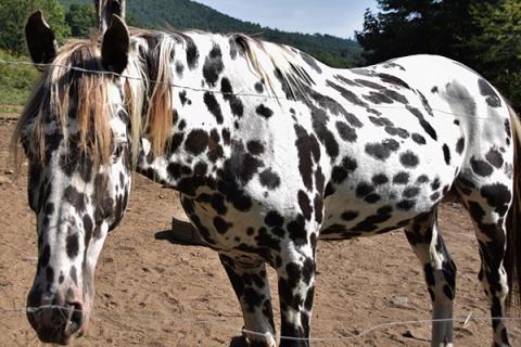 Janice Dockery's horses are coming home soon after a judge dismissed charges against her. Photo by Art Miller