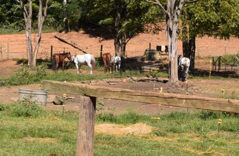Horses seized from Jan Dockery of Peachtree were set to go home this weekend. Photo by Art Miller