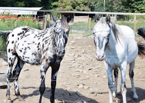 Two of the horses who are wards of Cherokee County are looking far healthier than when they first arrived at Double 00 Farm in Robbinsville. Photo by Art Miller