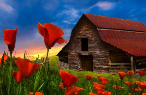 Celebrate Cherokee County 2019 photo winner