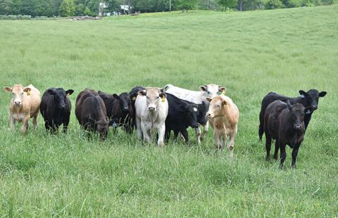 Redumski shows some beef for sale outside the farm store Brasstown Beef’s Ridgefield Farm in Brasstown. Photo by Samantha Sinclair