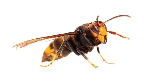The bright yellow and black-marked thorax of the European hornet is one of the features that can be used to distinguish it from the Asian giant hornet. 