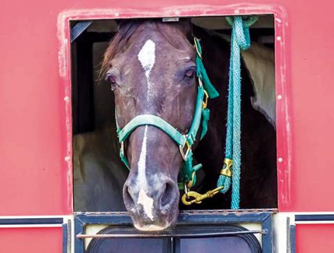 Even the horses were ready for the annual Western North Carolina Wagon Train Parade on Saturday in downtown Andrews. Photo by Sam Jokich
