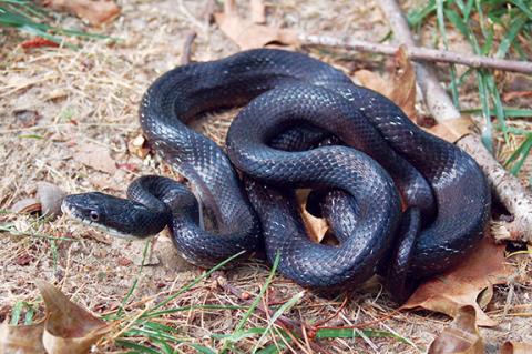 The rat snake, one of the most commonly found snakes in western North Carolina back yards, is non-venomous. Photo by Jodie Owen