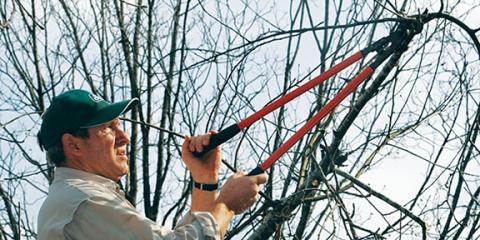 Keith Wood demonstrates proper pruning techniques.