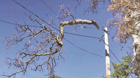 Duke Energy blames power outages on trees falling on lines.