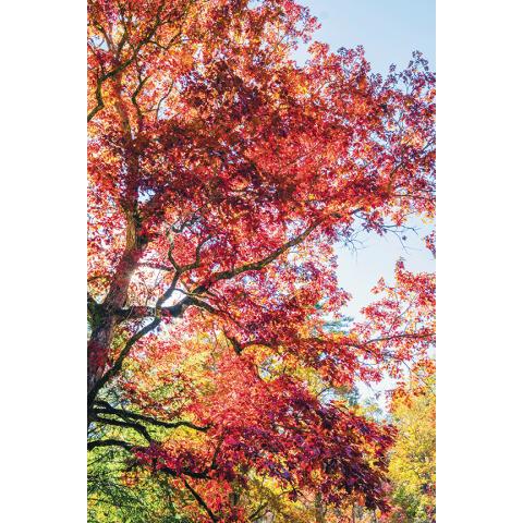 Sam Jokich/Staff Correspondent Nature in and around Cherokee County is bursting with colors. 