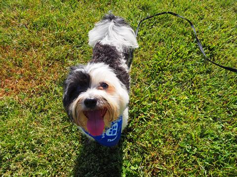 KELSEY RICHARDSON/krichardson@myandrewsjournal.com Cruella DeVille the therapy dog is eager to fi nd work in Cherokee County.