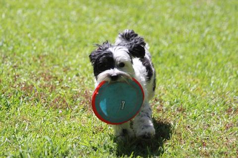 You can vote for this local dog – Cruella DeVille – for America’s Favorite Pet starting Tuesday.