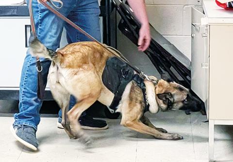 Jared Putnam/editor@cherokeescout.com Andrews police Officer Megan Selby and K-9 Officer Kiera perform a drug search demonstration for the town board of aldermen on March 1.