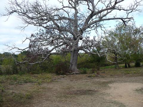 Wally Avett/Trail Camera Photo This ancient spreading oak tree, 300 years old, was removed by clearing crews who said it was hollow and dying. Today, the new high school building near Tri-County Community College is taking shape where the Hiawassee Council House once stood.