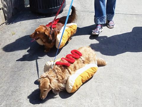 Bill Belian/Contributing Photographer Two Doxie Derby contestants happily peruse Main Street in Andrews while onlookers chuckle Saturday afternoon.