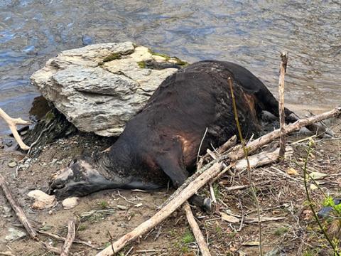 This dead cow in the Valley River was clearly visible to kids playing in Konehete Park as well as folks along the Murphy River Walk.