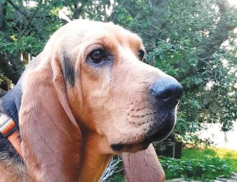 Betty Luckey’s dog, Hank, is a purebred registered bloodhound who became a proud poppa to seven puppies on April 29.