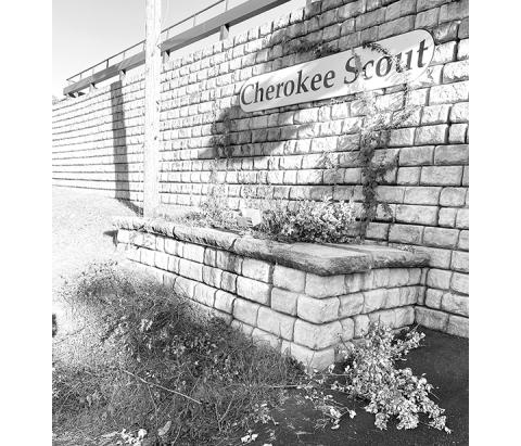 The rose bushes in front of the Cherokee Scout’s office in downtown Murphy were recently murdered. The perpetrator(s) has still not been found.