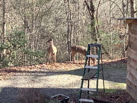 Susie Evans/Contributing Photographer Since it has been really cool, most every morning deer walk around this home in Bellview, grazing on white oak acorns.