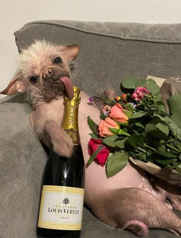 Peggy, winner of the United Kingdom’s ugly dog contest, with her crown, champagne and roses.