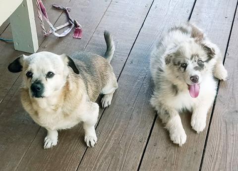 Annette Ledford/Contributing Photographer  Hobo (left) and Gypsy enjoyed playing together on a local farm before Hobo died.