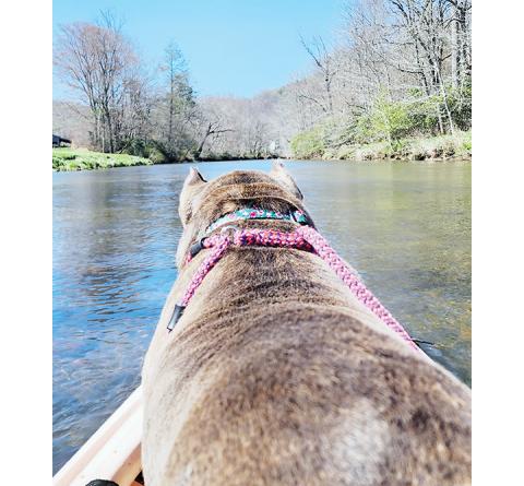 hotos by Lisa DeLaurentiis/Contributing Photographer  Beulah is still wet after her fourth, and final, jump from a kayak into the New River last week
