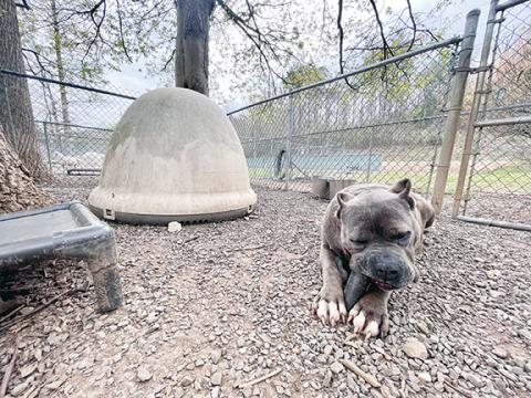 Photos by Randy Foster/editor@cherokeescout.com   Above: Beulah chews on a toy in her kennel stall at the Valley River Humane Society’s animal shelter in Marble on Thursday.