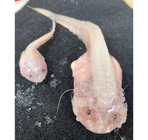 This creature was found about 5 miles beneath the Pacific Ocean’s surface – where it looks like it should have remained.