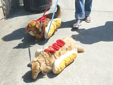 Bill Belian/Contributing Photographer  These two Doxies were ready to rock the runway during the 2022 Spring Fling.