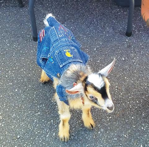 Bill Belian/Contributing Photographer  This little 2-month-old goat was spotted wearing a pair of hand-painted overalls during Food Truck Friday on June 9 in downtown Andrews. His name is Arrowhead. 