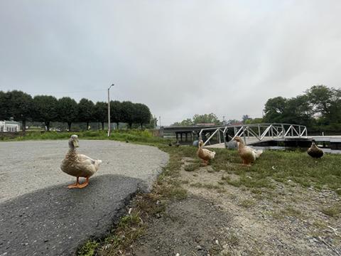 Randy Foster/editor@cherokeescout.com Ducks approach a photographer expecting a food handout before returning to the water empty-beaked at the Hiwassee Street boat ramp in downtown Murphy on Monday.