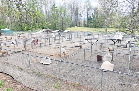 Randy Foster/editor@cherokeescout.com Dogs are held in outdoor pens at the Valley River Humane Society’s animal shelter off of U.S. 19/74 in Marble.