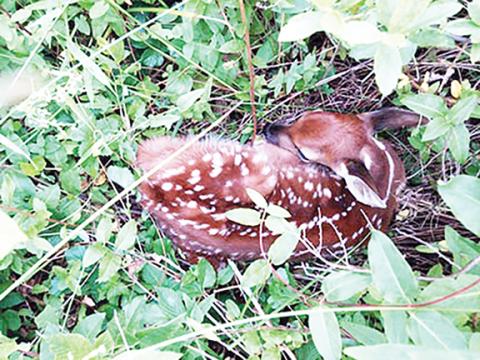 N.C. Wildlife Resources Commission Never assume young wildlife has been abandoned or orphaned just because you don’t see a parent nearby.