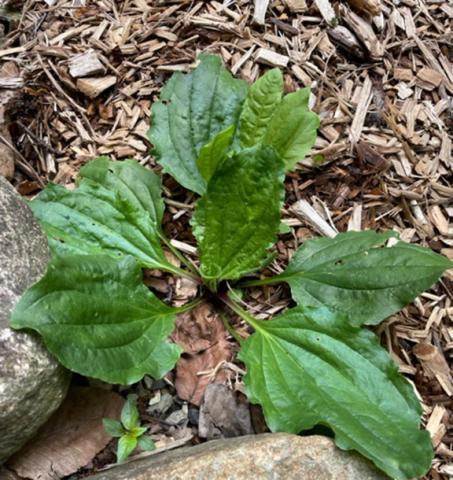 Plantain is a common “weed” that is used in many healing salves, and it grows all over this area. You can easily find it growing on the side of the road or the edge of gravel driveways.
