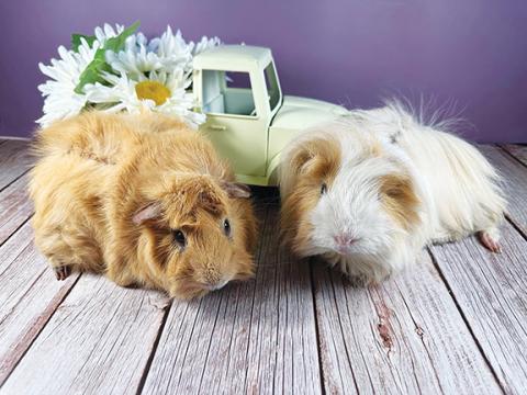 Photos by Sarah Fish/Contributing Photographer  These two abandoned guinea pigs, Coffee and Kramer, would like to have a place to call home. 