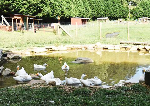 Seeing nature up close can bring peace to the soul, including the ducks in a pond at Owl Creek Farm Resort. 
