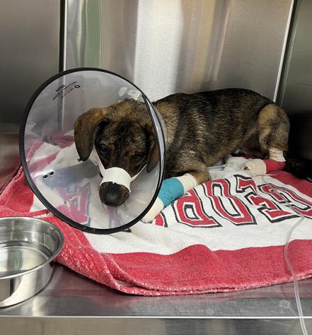 This dog suffered a severely broken jaw in an early morning accident. Financial assistance is needed to pay the estimated $5,000 medical expenses for the dog.