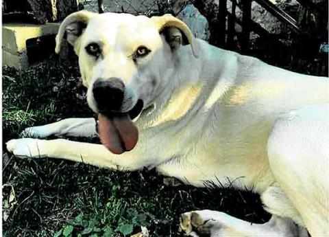 Butterball, a Valley River Humane Society shelter animal, has been adopted by Pat and Jeannette Kern.